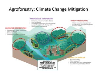 Agroforestry: Climate Change Mitigation
 
