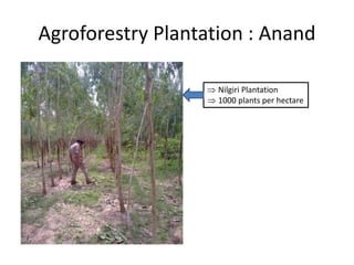 Agroforestry Plantation : Anand
 Nilgiri Plantation
 1000 plants per hectare
 