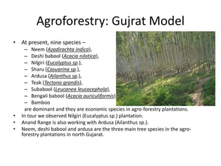 Agroforestry: Gujrat Model
• At present, nine species –
– Neem (Azadirachta indica),
– Deshi babool (Acacia nilotica),
– Nilgiri (Eucalyptus sp.),
– Sharu (Casuarina sp.),
– Ardusa (Ailanthus sp.),
– Teak (Tectona grandis),
– Subabool (Leucanea leucocephola),
– Bengali babool (Acacia auriculiformis)
– Bamboo
are dominant and they are economic species in agro-forestry plantations.
• In tour we observed Nilgiri (Eucalyptus sp.) plantation.
• Anand Range is also working with Ardusa (Ailanthus sp.).
• Neem, deshi babool and ardusa are the three main tree species in the agro-
forestry plantations in north Gujarat.
 