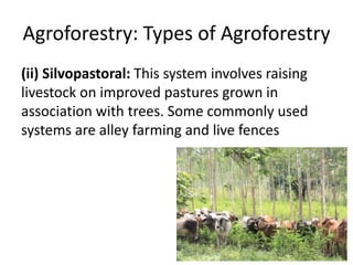 Agroforestry: Types of Agroforestry
(ii) Silvopastoral: This system involves raising
livestock on improved pastures grown in
association with trees. Some commonly used
systems are alley farming and live fences
 
