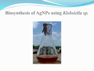 Biosynthesis of AgNPs using Klebsiella sp.
 