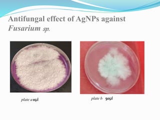 0µl 50µl
Antifungal effect of AgNPs against
Fusarium sp.
plate a plate b
 
