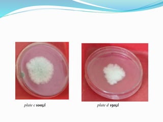 100µl 150µl
plate c plate d
 