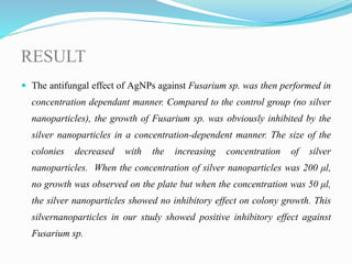 RESULT
 The antifungal effect of AgNPs against Fusarium sp. was then performed in
concentration dependant manner. Compared to the control group (no silver
nanoparticles), the growth of Fusarium sp. was obviously inhibited by the
silver nanoparticles in a concentration-dependent manner. The size of the
colonies decreased with the increasing concentration of silver
nanoparticles. When the concentration of silver nanoparticles was 200 μl,
no growth was observed on the plate but when the concentration was 50 μl,
the silver nanoparticles showed no inhibitory effect on colony growth. This
silvernanoparticles in our study showed positive inhibitory effect against
Fusarium sp.
 