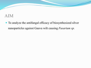 AIM
 To analyze the antifungal efficacy of biosynthesized silver
nanoparticles against Gauva wilt causing Fusarium sp.
 