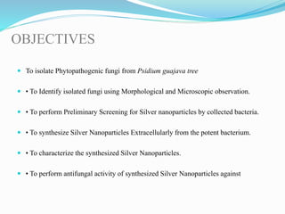 OBJECTIVES
 To isolate Phytopathogenic fungi from Psidium guajava tree
 • To Identify isolated fungi using Morphological and Microscopic observation.
 • To perform Preliminary Screening for Silver nanoparticles by collected bacteria.
 • To synthesize Silver Nanoparticles Extracellularly from the potent bacterium.
 • To characterize the synthesized Silver Nanoparticles.
 • To perform antifungal activity of synthesized Silver Nanoparticles against
 