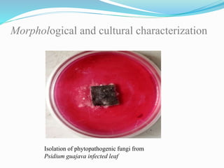 Morphological and cultural characterization
Isolation of phytopathogenic fungi from
Psidium guajava infected leaf
 