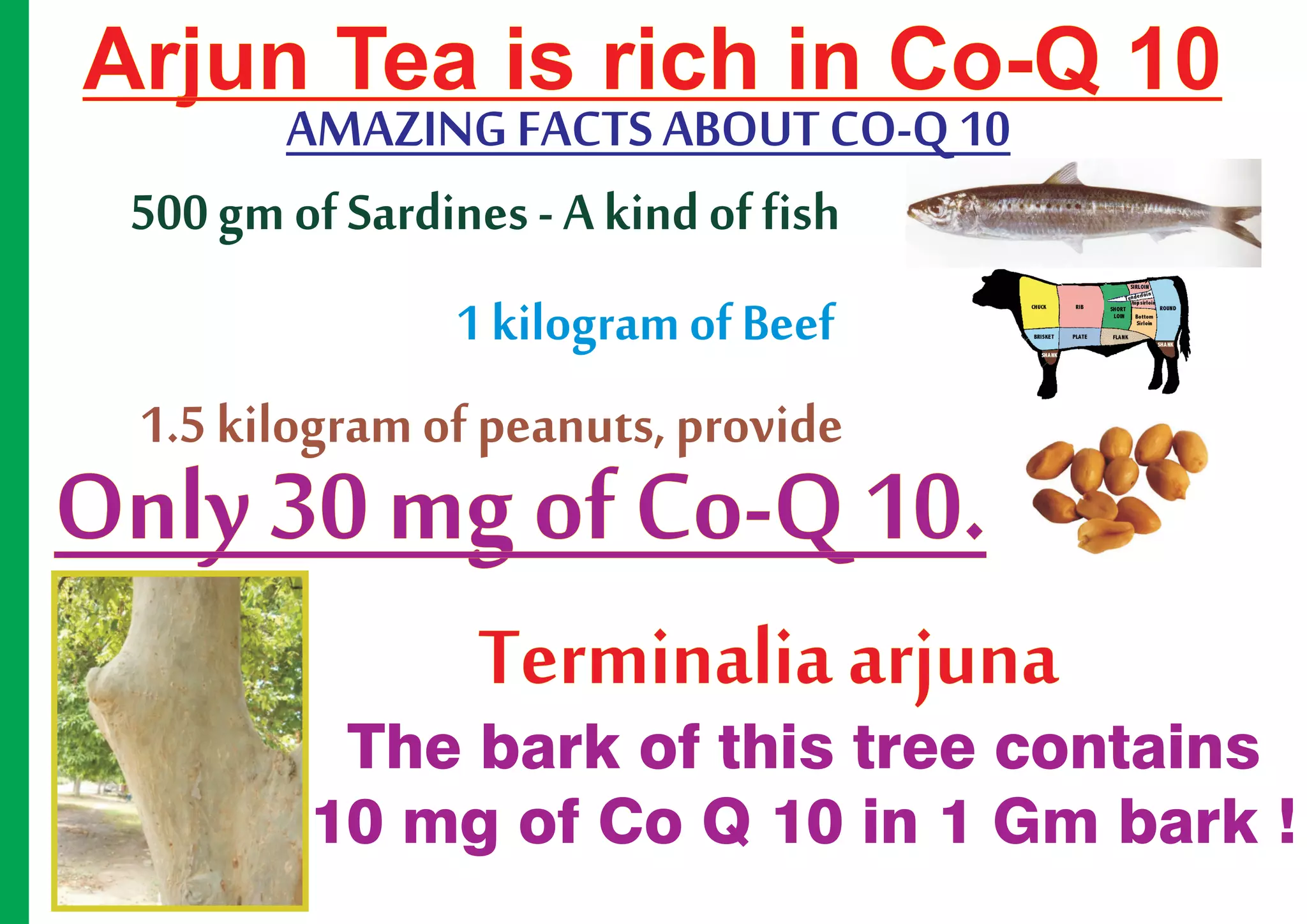 Arjun Tea is rich in Co-Q 10
         AMAZING FACTS ABOUT CO-Q 10
 500 gm of Sardines - A kind of fish
                1 kilogram of Beef
 1.5 kilogram of peanuts, provide
Only 30 mg of Co-Q 10.
              Terminalia arjuna
         The bark of this tree contains
        10 mg of Co Q 10 in 1 Gm bark !
 
