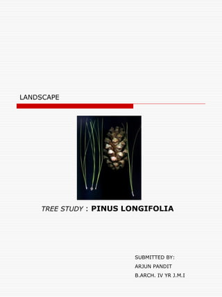 LANDSCAPE




    TREE STUDY : PINUS LONGIFOLIA




                        SUBMITTED BY:
                        ARJUN PANDIT
                        B.ARCH. IV YR J.M.I
 
