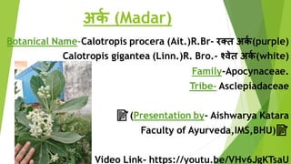 अर्क (Madar)
Botanical Name-Calotropis procera (Ait.)R.Br- रक्त अर्क (purple)
Calotropis gigantea (Linn.)R. Bro.- श्वेत अर्क (white)
Family-Apocynaceae.
Tribe- Asclepiadaceae
📝(Presentation by- Aishwarya Katara
Faculty of Ayurveda,IMS,BHU)📝
Video Link- https://youtu.be/VHv6JgKTsaU
 