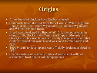 Origins A rare breed of chicken from Quebec, Canada Composite breed derived from Dark Cornish, White Leghorn, Rhode Island Red, White Wyandotte, Columbian Wyandotte and White Plymouth Rock.  Breed was developed by Brother Wilfrid, the poultryman in charge of the flocks at the Cistercian Trappist Monastery at Oka, Quebec because he wanted a truly Canadian chicken that could withstand our winters and was good for both meat and eggs Took 9 years to develop and was officially declared a breed in 1921 Characteristics are a small comb and wattle so it will not succumb to frost bite in cold temperatures 