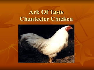 Ark Of Taste Chantecler Chicken 
