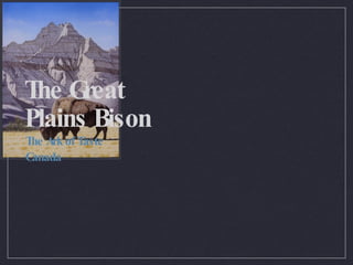 The Great Plains Bison ,[object Object],[object Object]