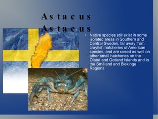 [object Object],Astacus Astacus 