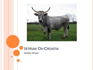 Istrian Ox-Croatia Amber Kraan 