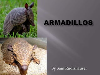 Armadillos By Sam Rudishauser 