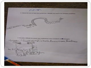 Armado de lumbricario