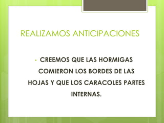 REALIZAMOS ANTICIPACIONES
• CREEMOS QUE LAS HORMIGAS
COMIERON LOS BORDES DE LAS
HOJAS Y QUE LOS CARACOLES PARTES
INTERNAS.
 