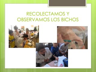 RECOLECTAMOS Y
OBSERVAMOS LOS BICHOS
 