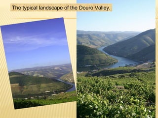 The typical landscape of the Douro Valley.
 