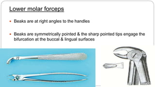 Lower molar forceps
 Beaks are at right angles to the handles
 Beaks are symmetrically pointed & the sharp pointed tips engage the
bifurcation at the buccal & lingual surfaces
 Beaks are more broader & stout
 
