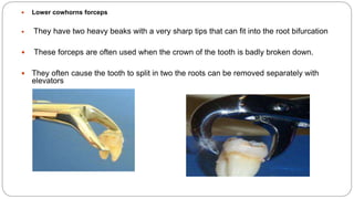  Lower cowhorns forceps
 They have two heavy beaks with a very sharp tips that can fit into the root bifurcation
 These forceps are often used when the crown of the tooth is badly broken down.
 They often cause the tooth to split in two the roots can be removed separately with
elevators
 