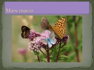 Armanac - calendario