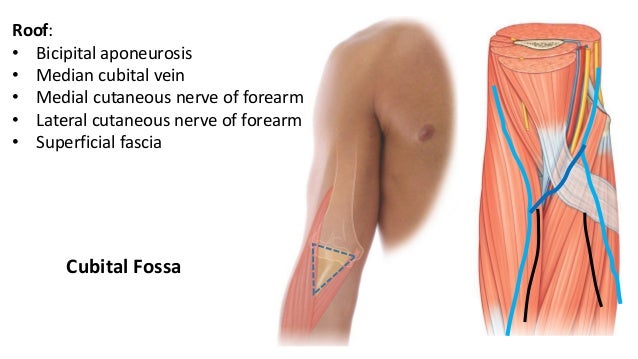 arm and cubital fossa cubital fossa