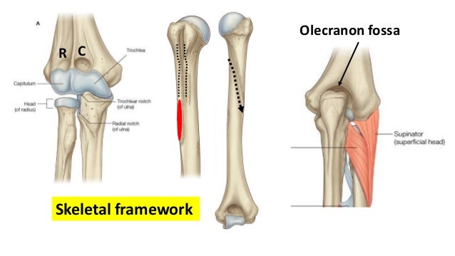 arm and cubital fossa cubital fossa