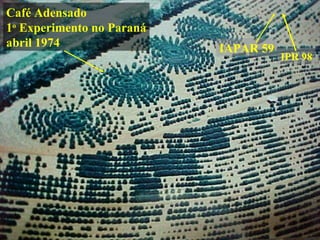 Café Adensado 1 o  Experimento no Paraná abril 1974 IAPAR 59 IPR 98 