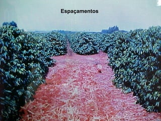 Espaçamentos 