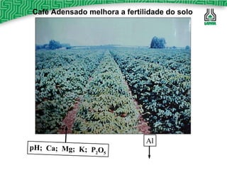 Café Adensado melhora a fertilidade do solo pH;  Ca;  Mg;  K;  P 2 O 5 Al 