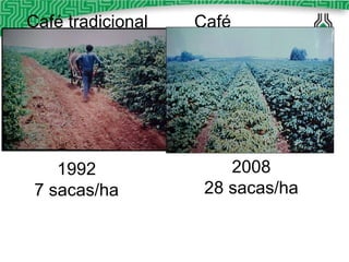 Café Adensado 1992 7 sacas/ha 2008 28 sacas/ha Café tradicional 