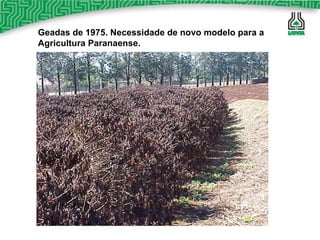 Geadas de 1975. Necessidade de novo  modelo  para a  Agricultura Paranaense. 