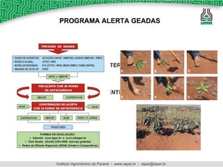 ENTERRIO DESENTERRIO 2 3 1 1 2 3 MÉTODOS DE PROTEÇÃO CONTRA GEADAS mudas de café com até 6 meses de campo plantas com até dois anos de idade PROGRAMA ALERTA GEADAS Instituto Agronômico do Paraná  -  www.iapar.br  -  [email_address] 