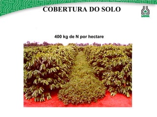 COBERTURA DO SOLO 400 kg de N por hectare 