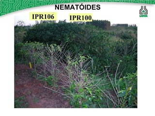 NEMATÓIDES IPR100 IPR106 