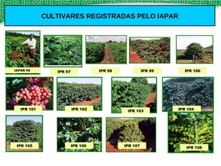 CULTIVARES REGISTRADAS PELO IAPAR IAPAR 59  IPR 97 IPR 98 IPR 99 IPR 100 IPR 101 IPR 102 IPR 103 IPR 104  IPR 105 IPR 106  IPR 107 IPR 108 