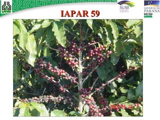 IAPAR 59 