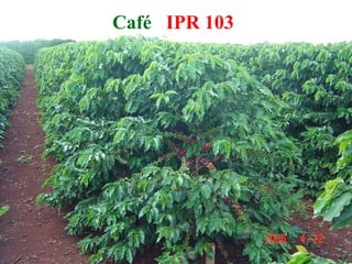 Café  IPR 103 