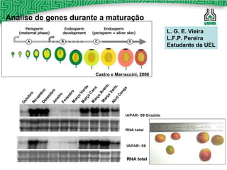 Análise de genes durante a maturação  L. G. E. Vieira L.F.P. Pereira Estudante da UEL Castro e Marraccini, 2006 