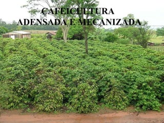 CAFEICULTURA ADENSADA E MECANIZADA 