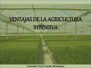 VENTAJAS DE LA AGRICULTURA
INTENSIVA
Armando Nerio Guedez Rodríguez
 