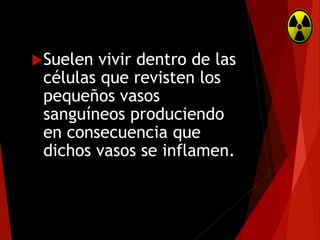 Suelen

vivir dentro de las
células que revisten los
pequeños vasos
sanguíneos produciendo
en consecuencia que
dichos vasos se inflamen.

 