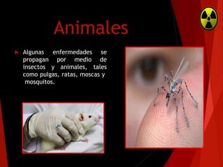 Animales


Algunas enfermedades se
propagan por medio de
insectos y animales, tales
como pulgas, ratas, moscas y
mosquitos.

 