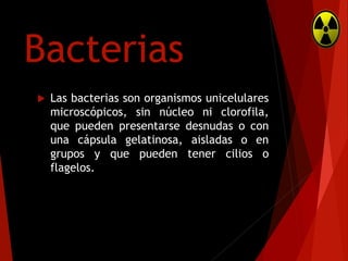 Bacterias


Las bacterias son organismos unicelulares
microscópicos, sin núcleo ni clorofila,
que pueden presentarse desnudas o con
una cápsula gelatinosa, aisladas o en
grupos y que pueden tener cilios o
flagelos.

 