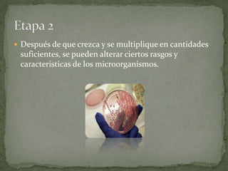  Después de que crezca y se multiplique en cantidades

suficientes, se pueden alterar ciertos rasgos y
características de los microorganismos.

 