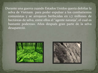 Durante una guerra cuando Estados Unidos quería defoliar la
selva de Vietnam para poder expulsar a los combatientes
comunistas y se arrojaron herbicidas en 1.7 millones de
hectáreas de selva, entre ellos el “agente naranja”, el cual es
bastante poderoso. Años después gran parte de la selva
desapareció.

 