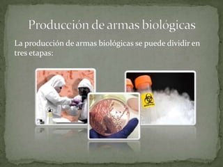 La producción de armas biológicas se puede dividir en
tres etapas:

 