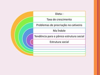 Dieta :
         Taxa de crescimento
 Problemas de procriação no cativeiro
              Ma Índole
Tendência para o pânico estrutura social
            Estrutura social
 